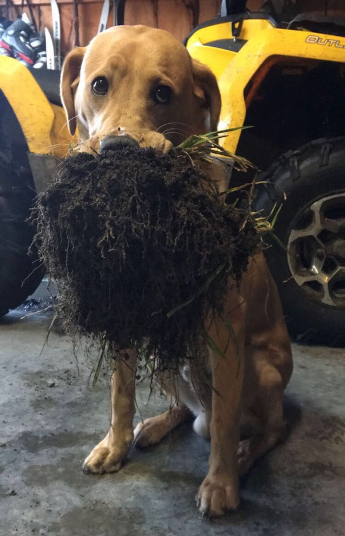 brown dog sitting on the floor of a garage holding a large mound of dirt and grass in its mouth