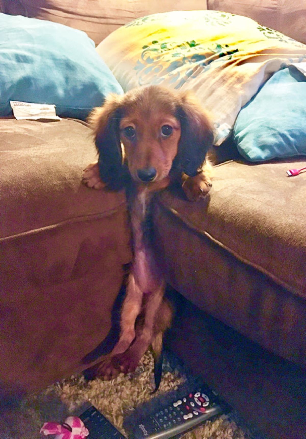 brown dachshund puppy stuck at the intersection of 2 brown sofa cushions