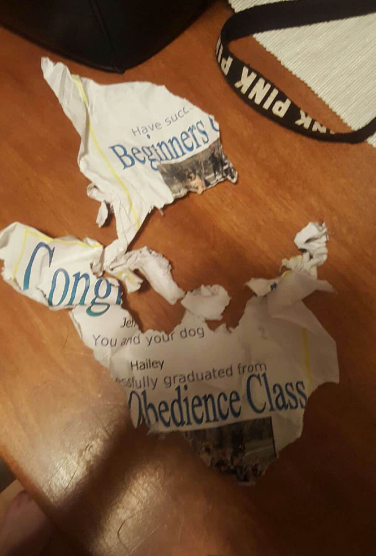 photo of ripped up certificate of a dog obedience class