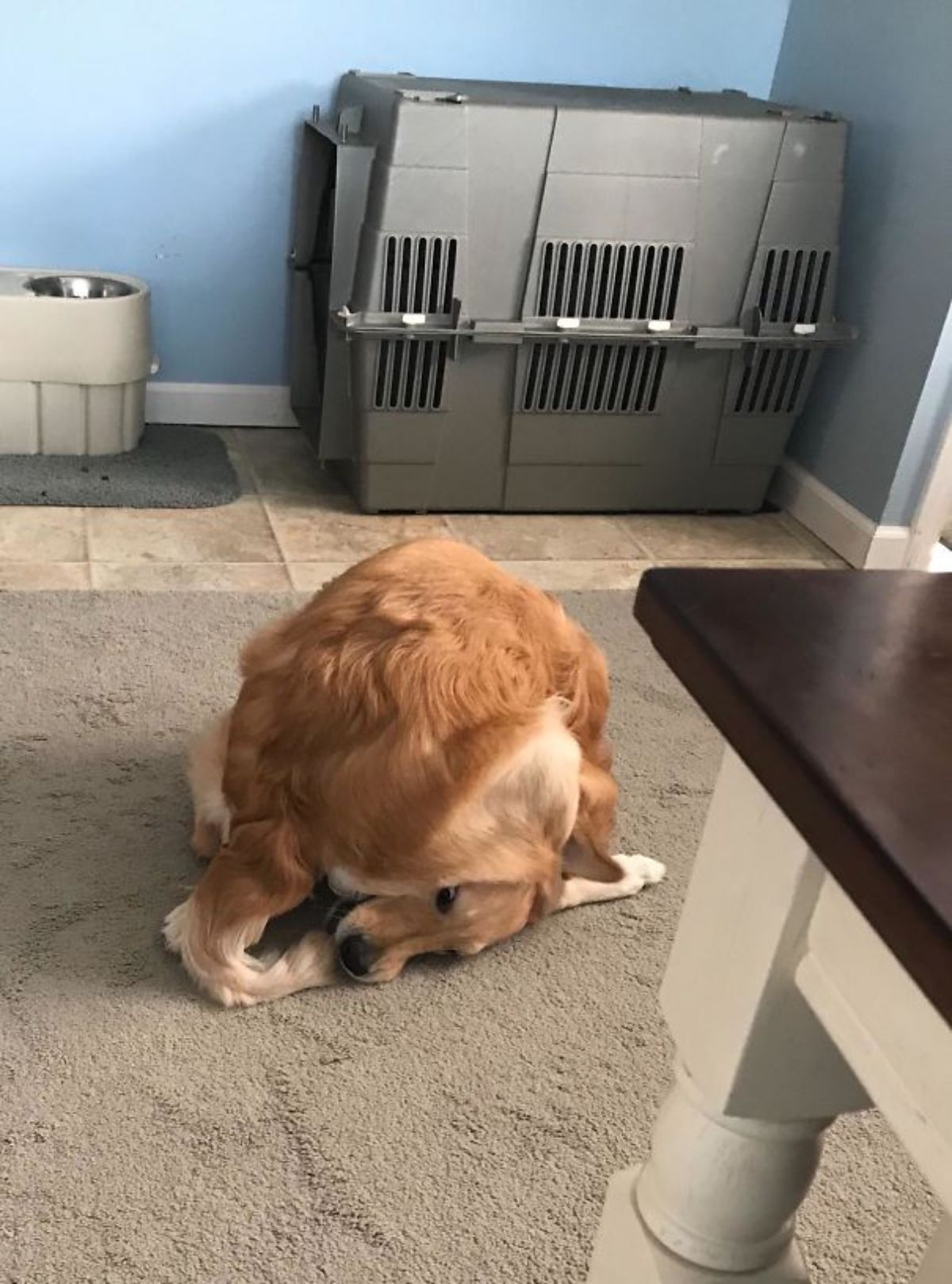 golden retriever on carpet twisting the head under the butt to catch its tail