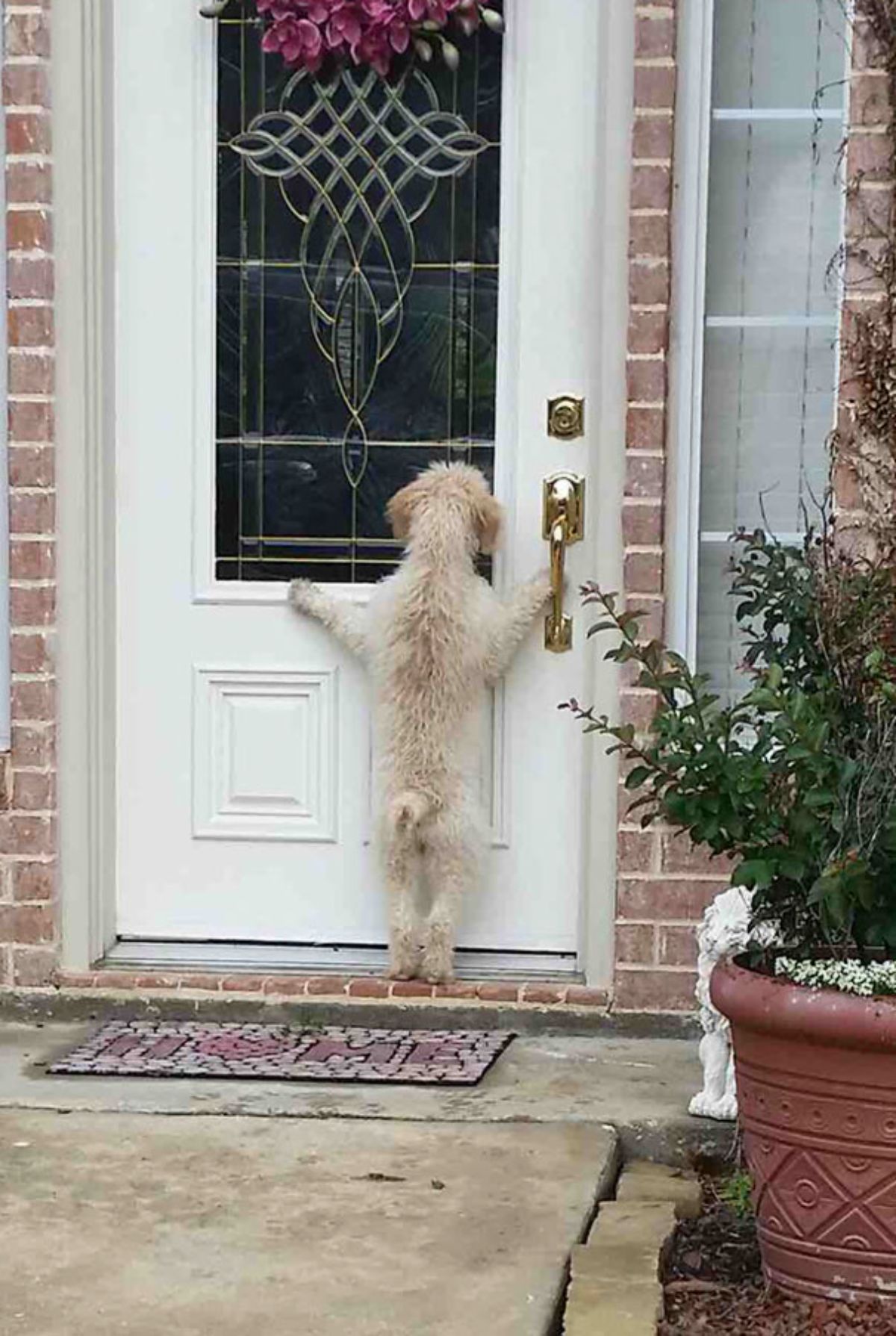 white poodle standing on hind legs at a front door looking into a house