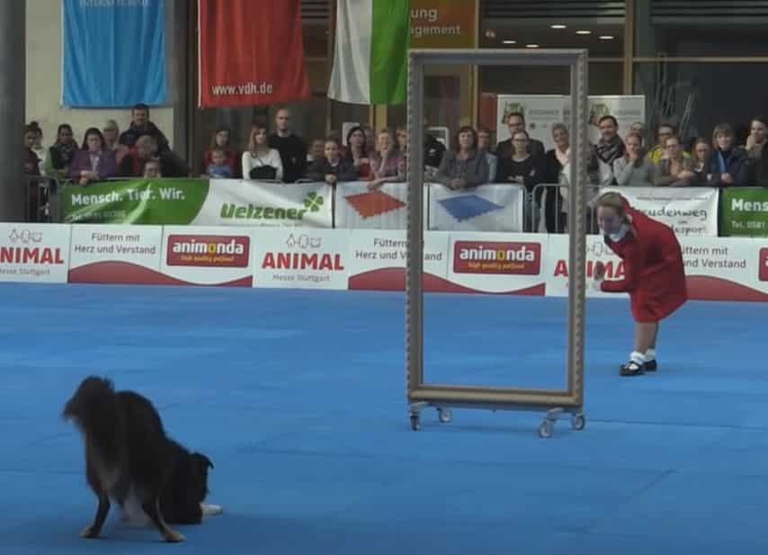 Winners Stun Audience At World Championship Dog Dancing Competition