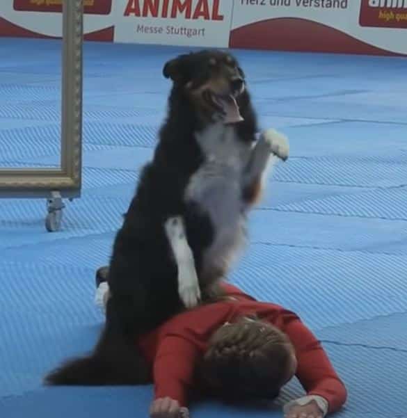 Winners Stun Audience At World Championship Dog Dancing Competition