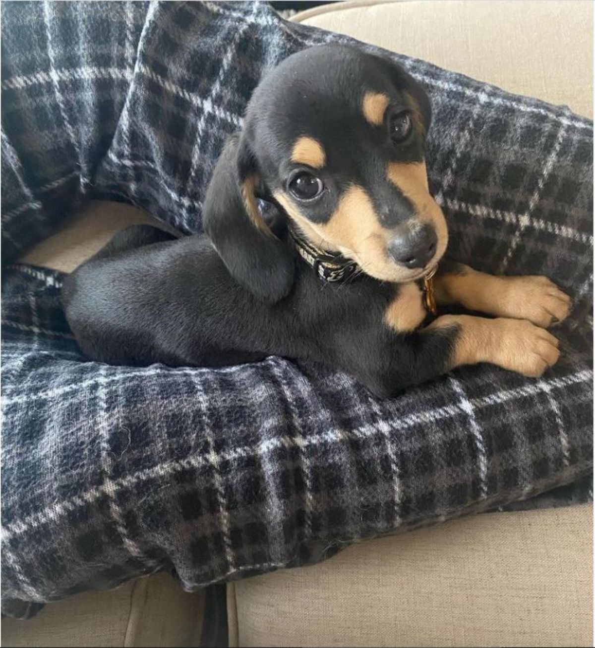 black dachshund sitting between someone's legs