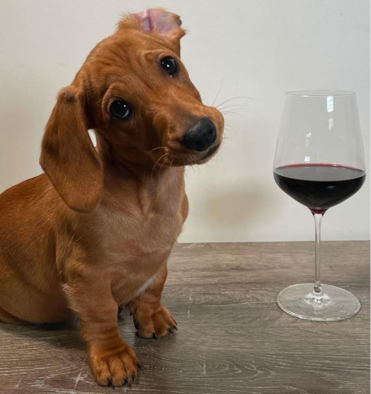 brown dachshund puppy sitting on a brown table next to a wine glass with red wine