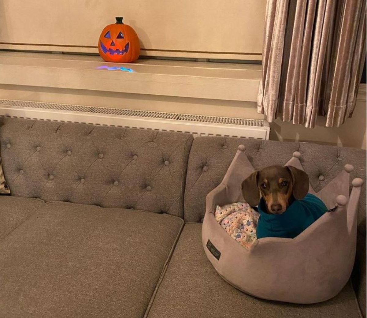 brown dachshund sitting in a brown crown bed on a brown couch near an orange jack o' lantern