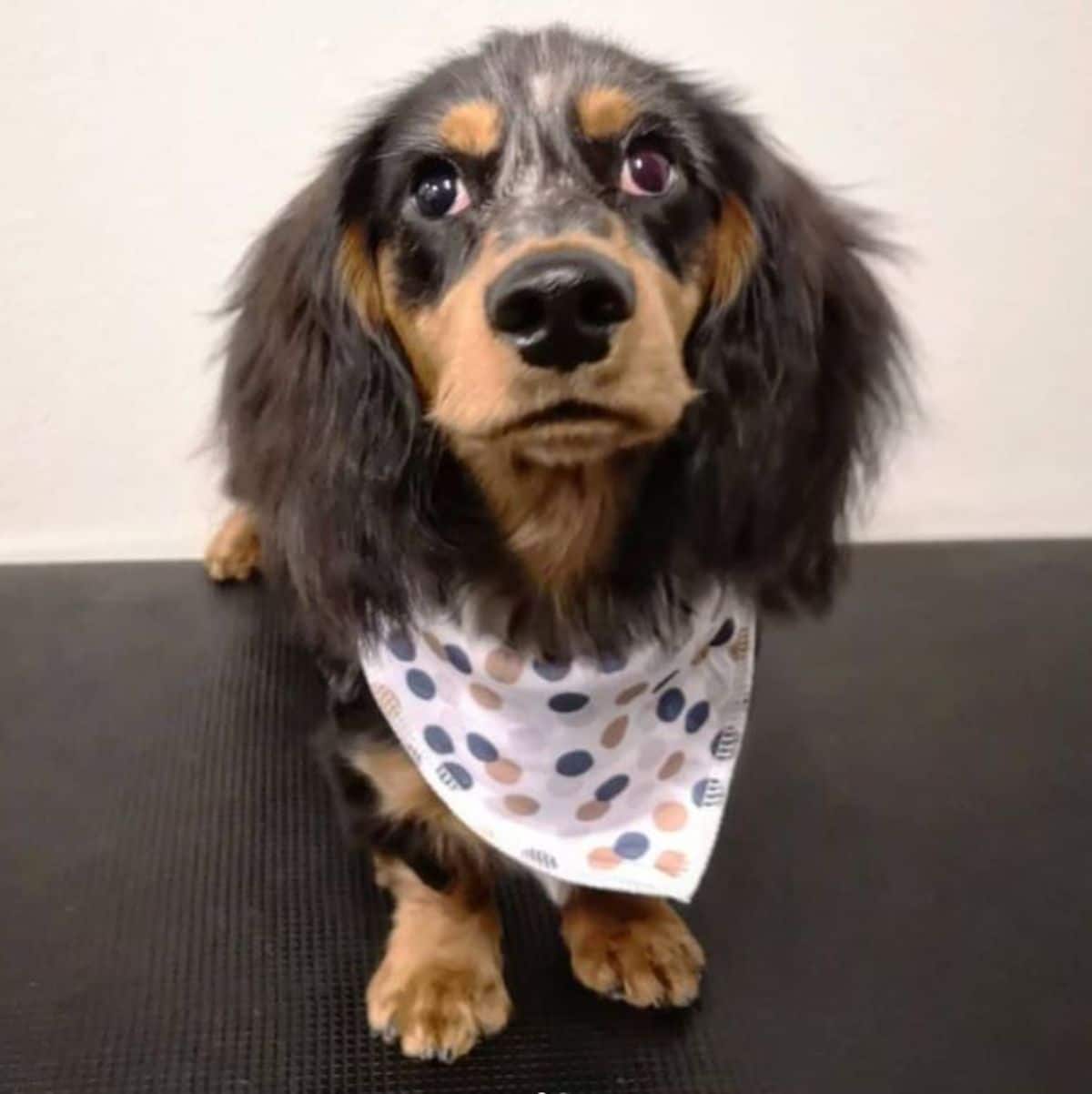 brown dachshund sitting with a polka dot bandana on