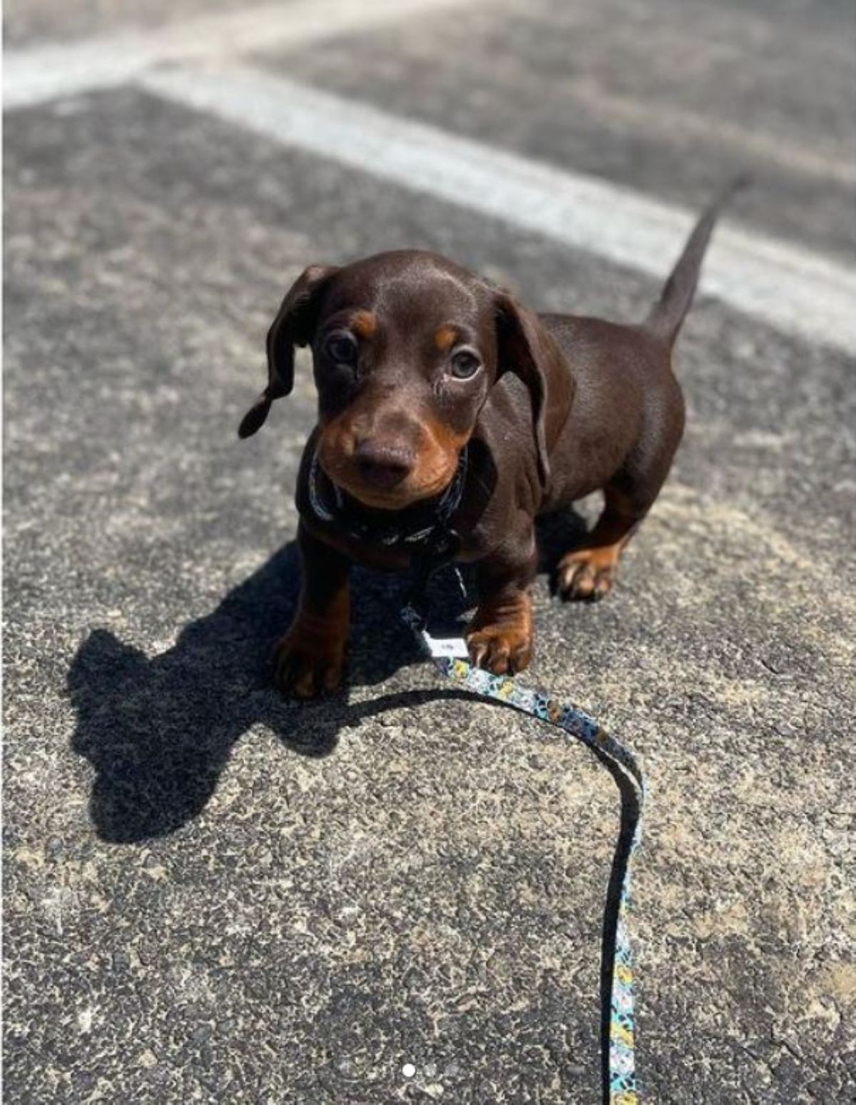 brown dachshund puppy standing on the road with a blue leash