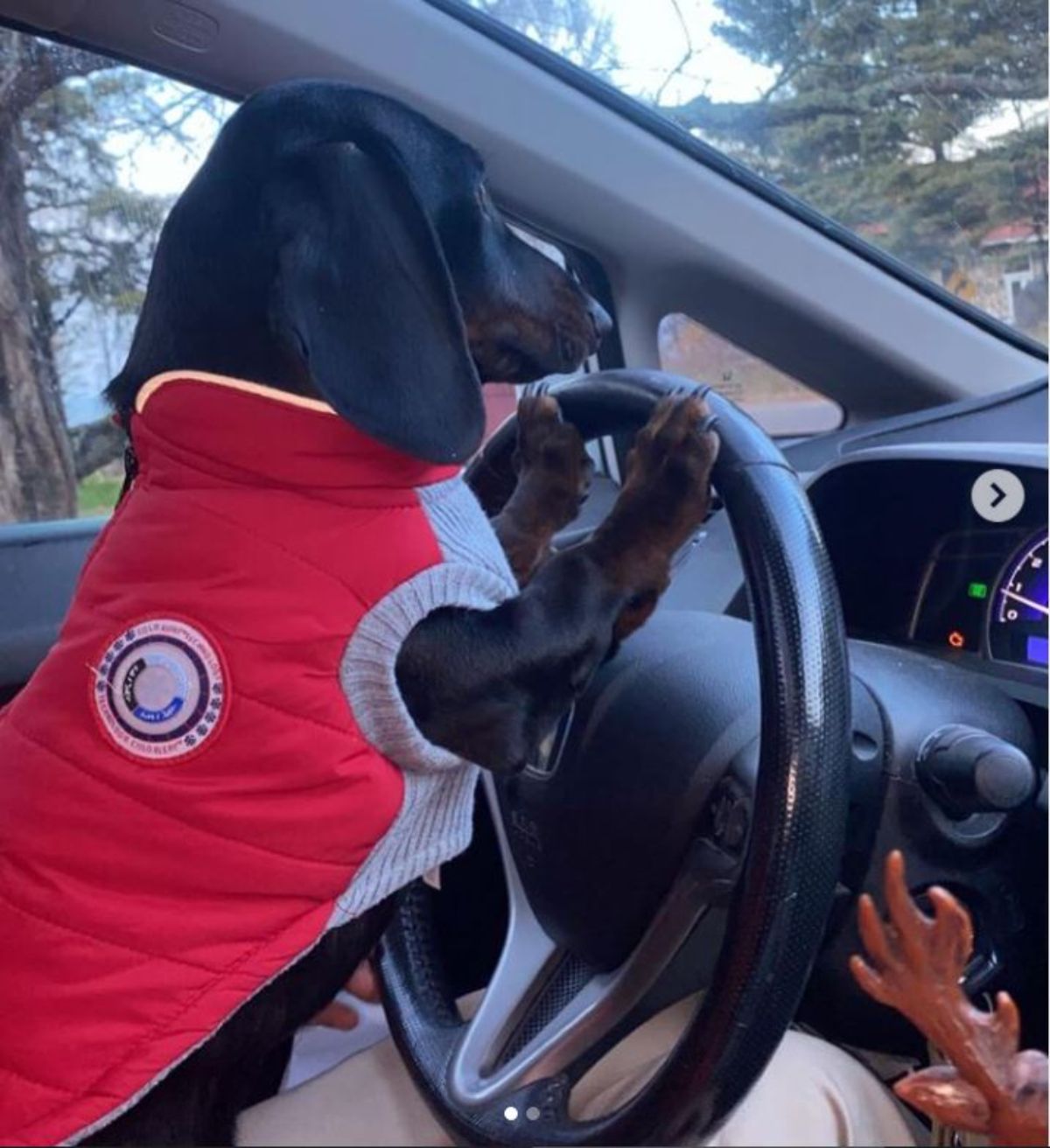 black dachshund in red vest driving a car