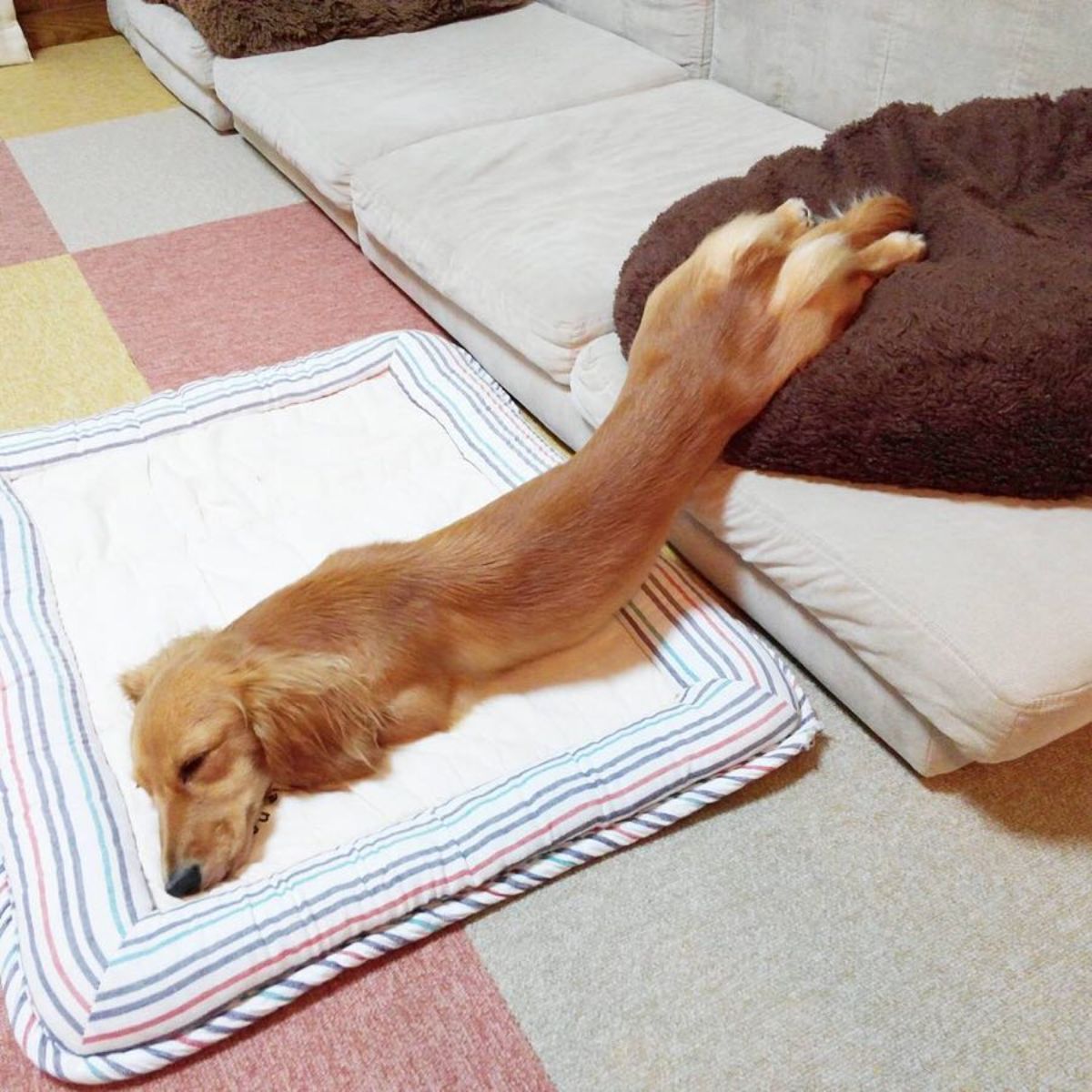 brown dachshund sleeping stretched out across two dog beds