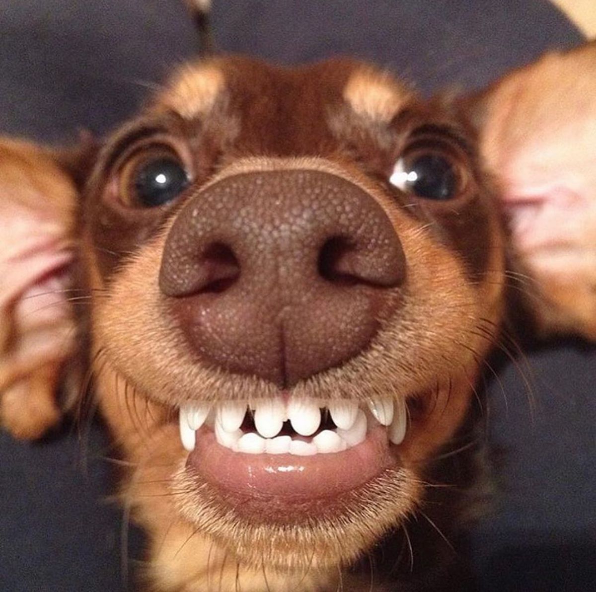 brown dachshund close up showing teeth