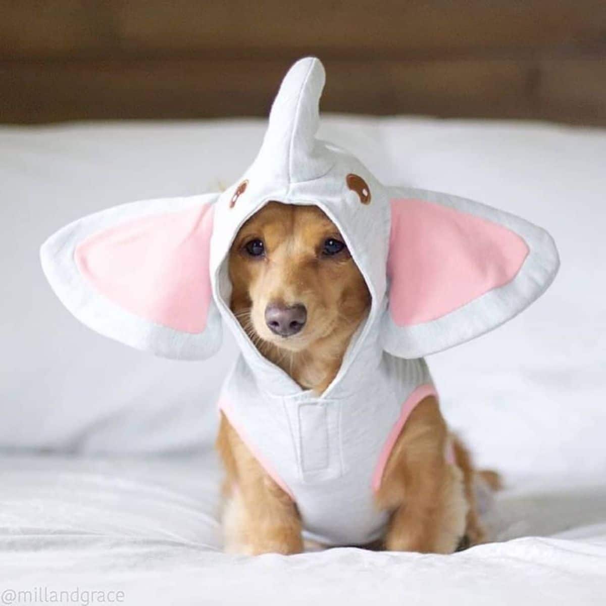 brown dachshund puppy dressed in a grey elephant costume sitting on a white bed
