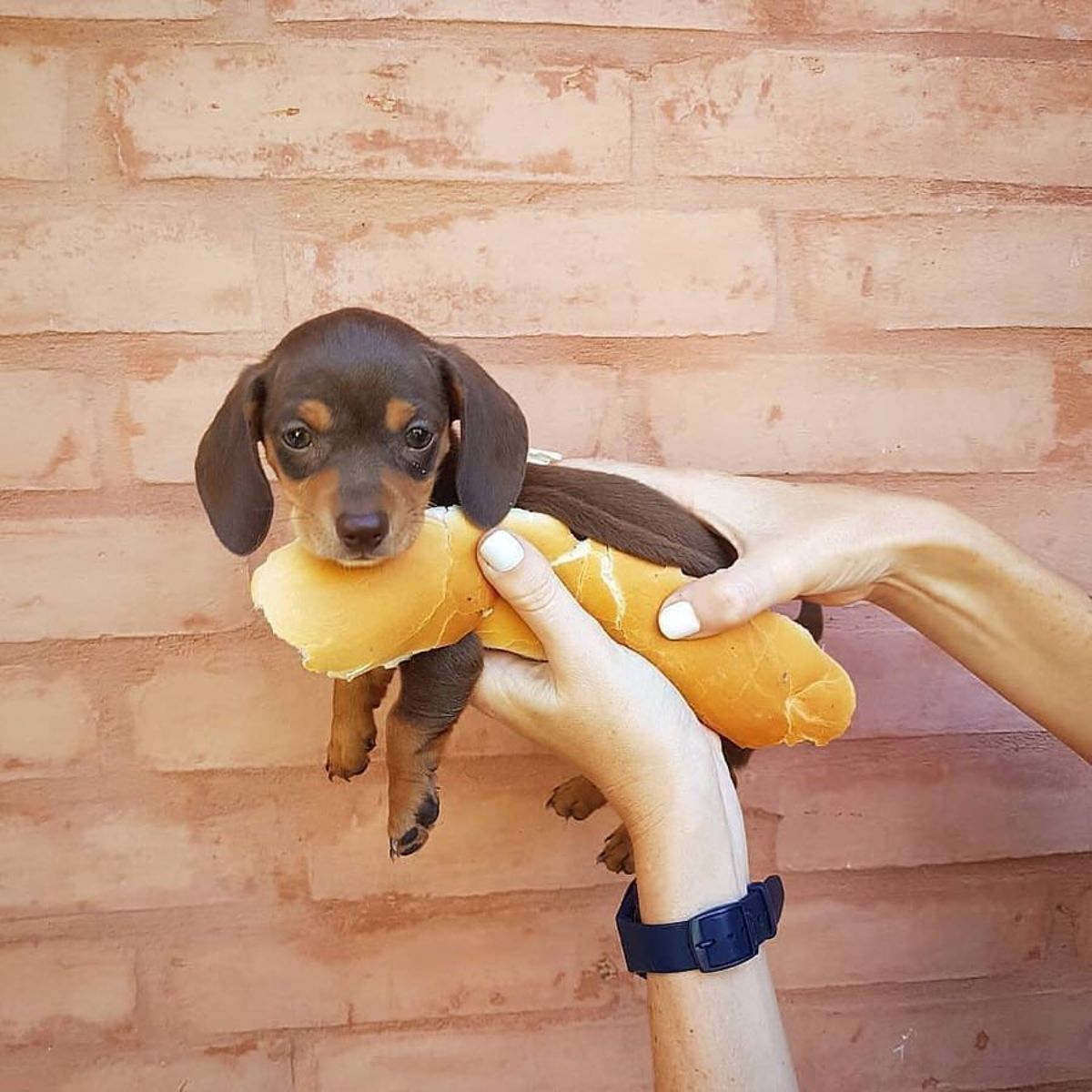 brown dachshund held up in the middle of a hotdog