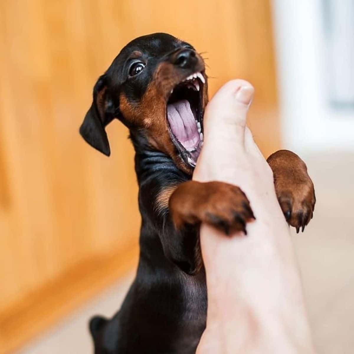 black and brown dachshund trying to bite a human foot