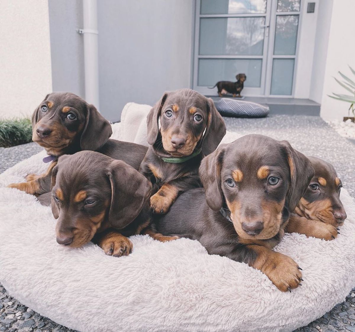 five brown dachshund puppies with another one in the back