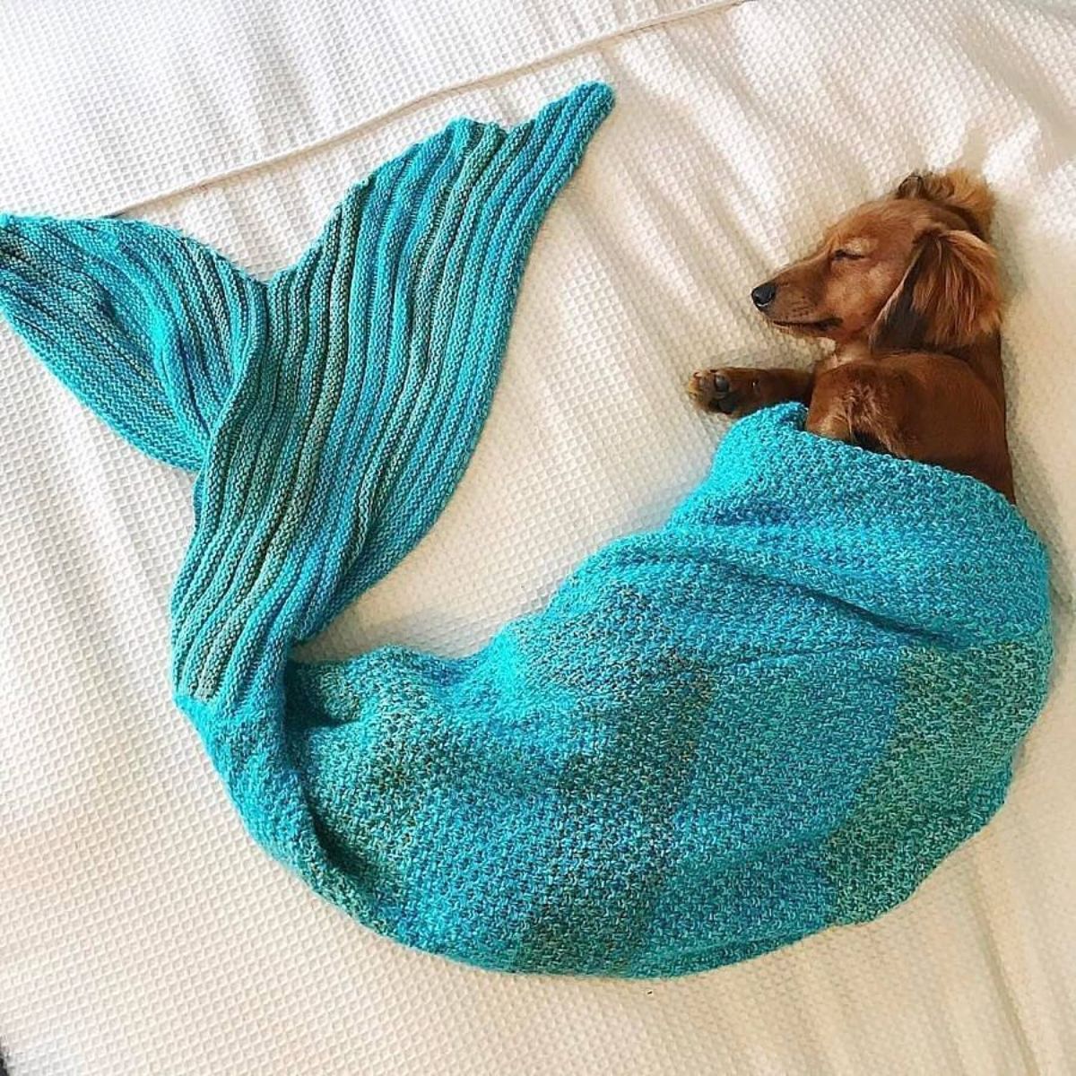 brown dachshund sleeping on a white bedsheet in a blue mermaid blanket
