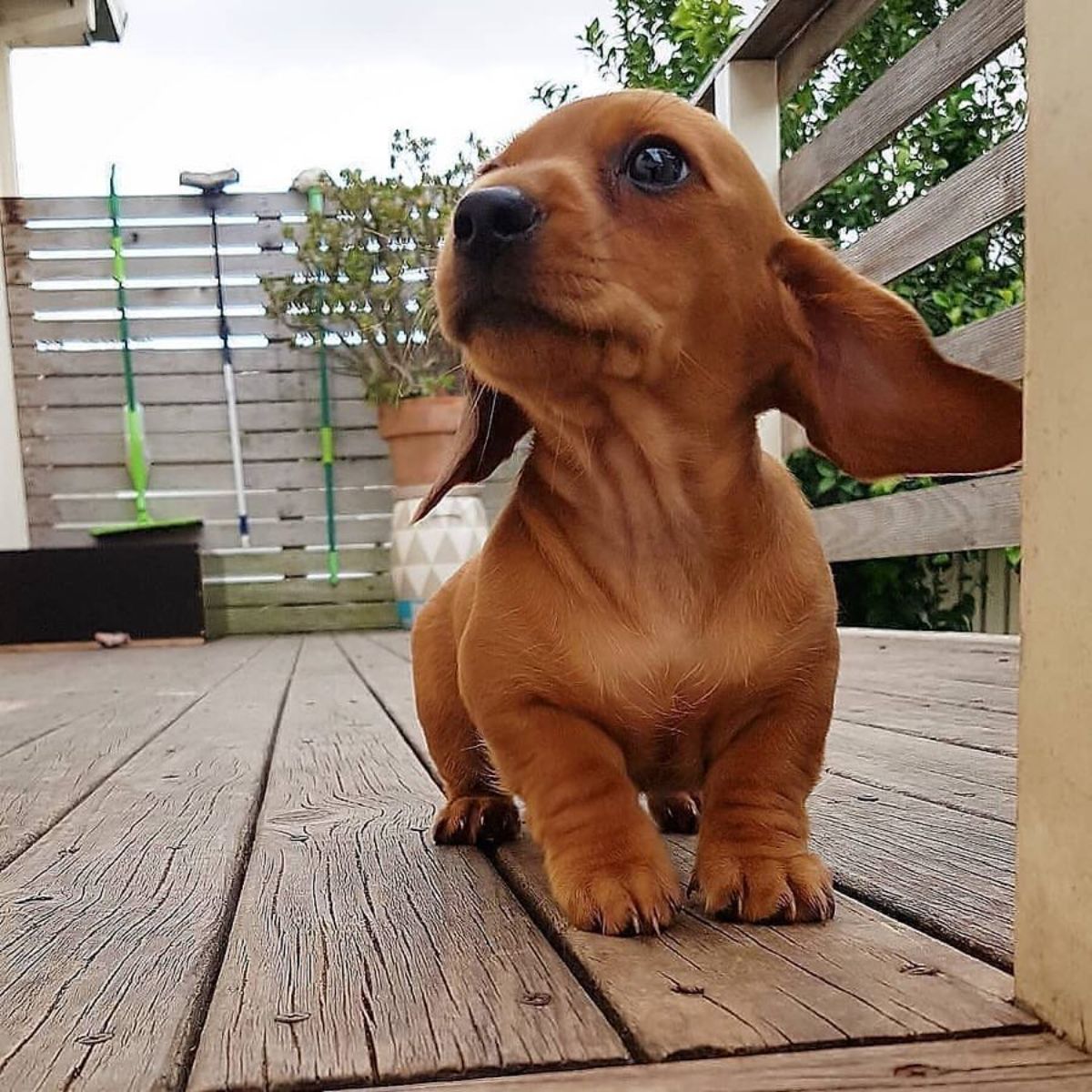 brown dachshund puppy standing on a wooden patio