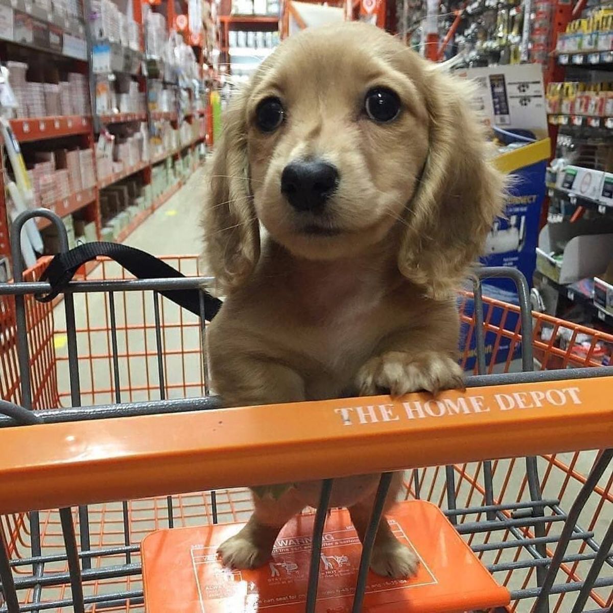 brown dachshund in a trolley