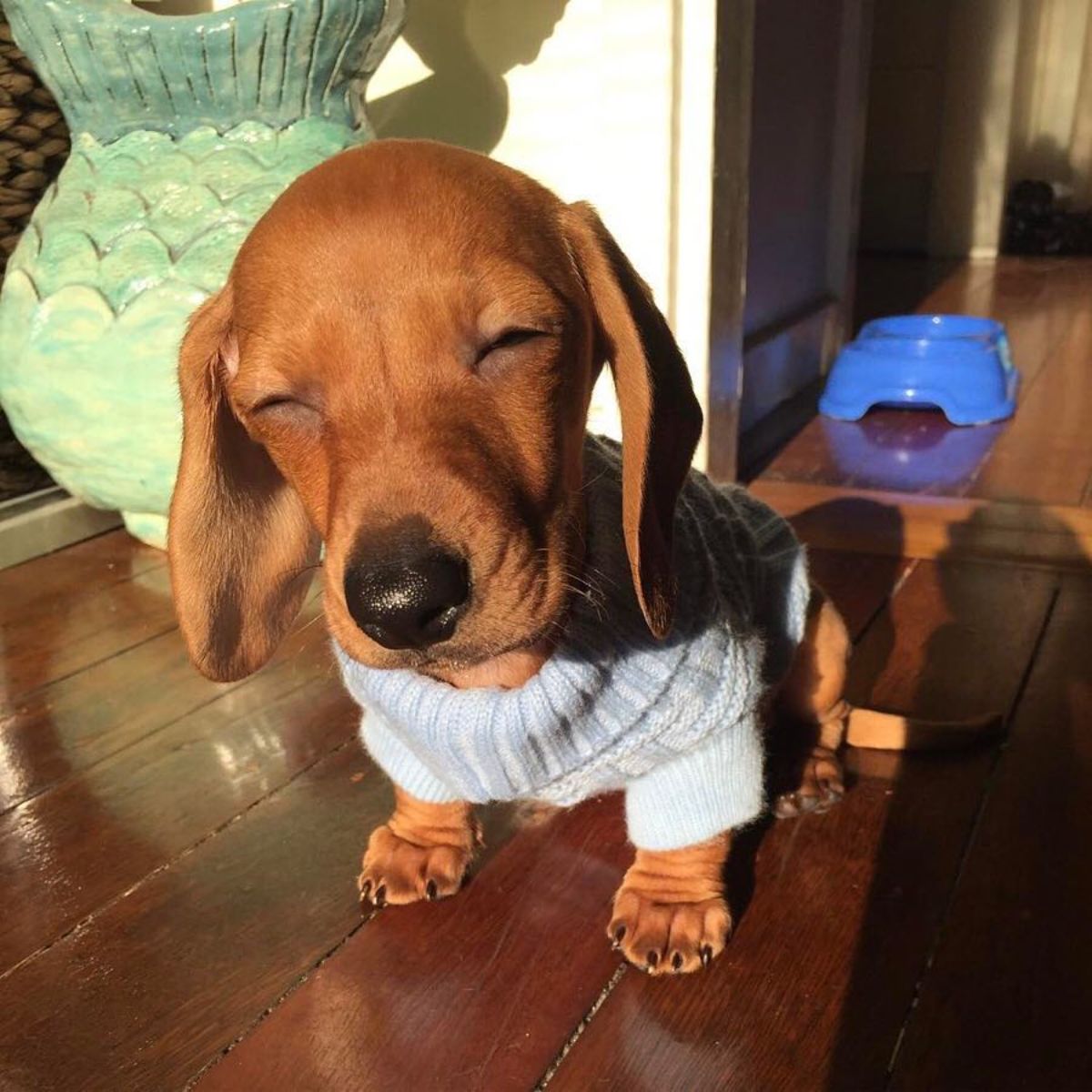 brown dachshund in a blue sweater with eyes closed standing on a wooden floor