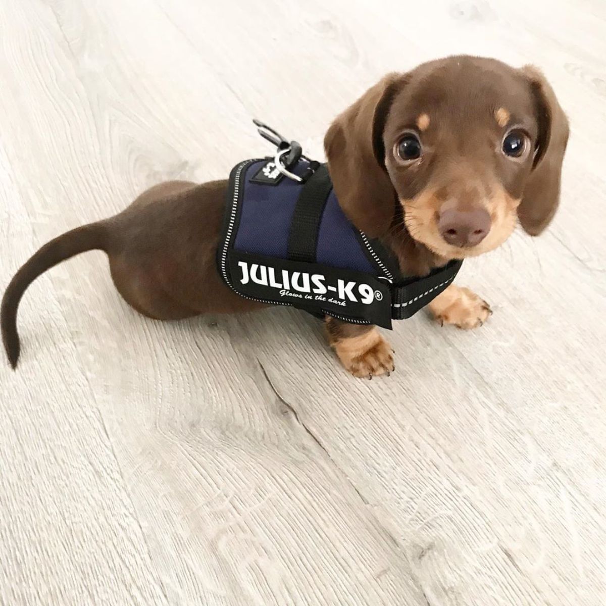 brown dachshund puppy dressed in a k9 vest standing on a wooden floor