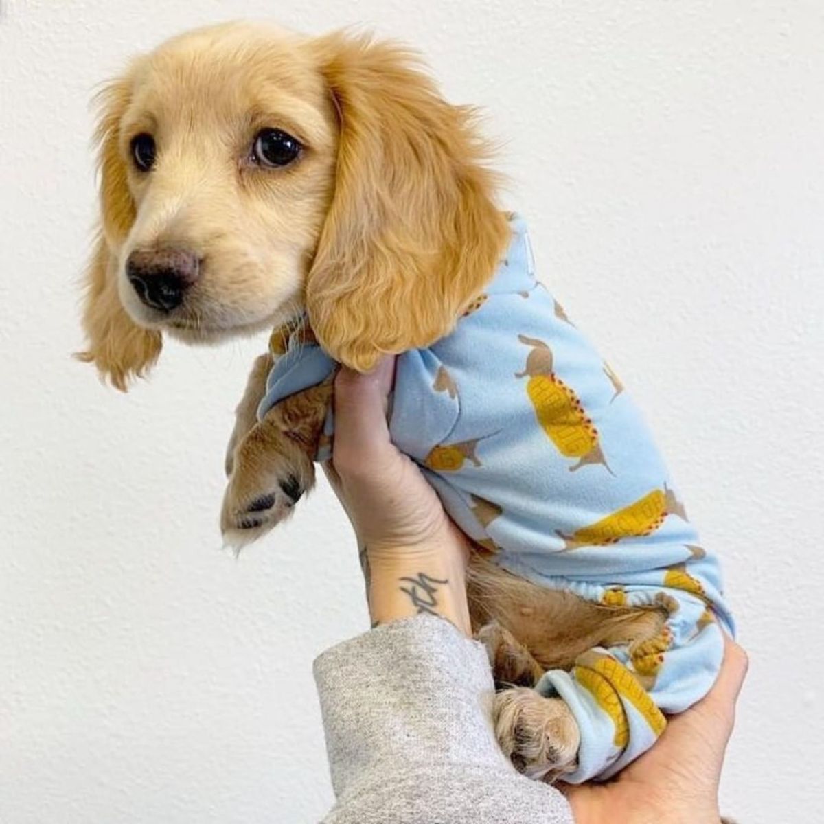light brown dachshund puppy in a blue hotdog onesie being held up by a hand