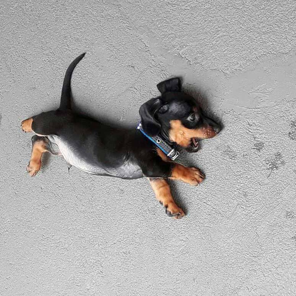 black and brown dachshund puppy lying on a grey floor with its mouth open