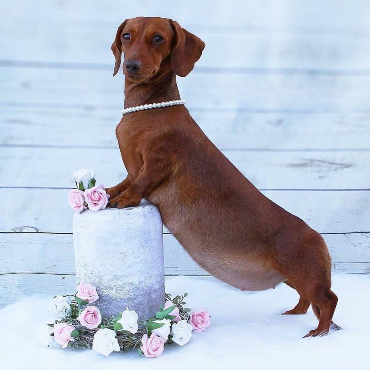 brown dachshund next to a small pillar with white and pink flowers wearing a pearl necklace