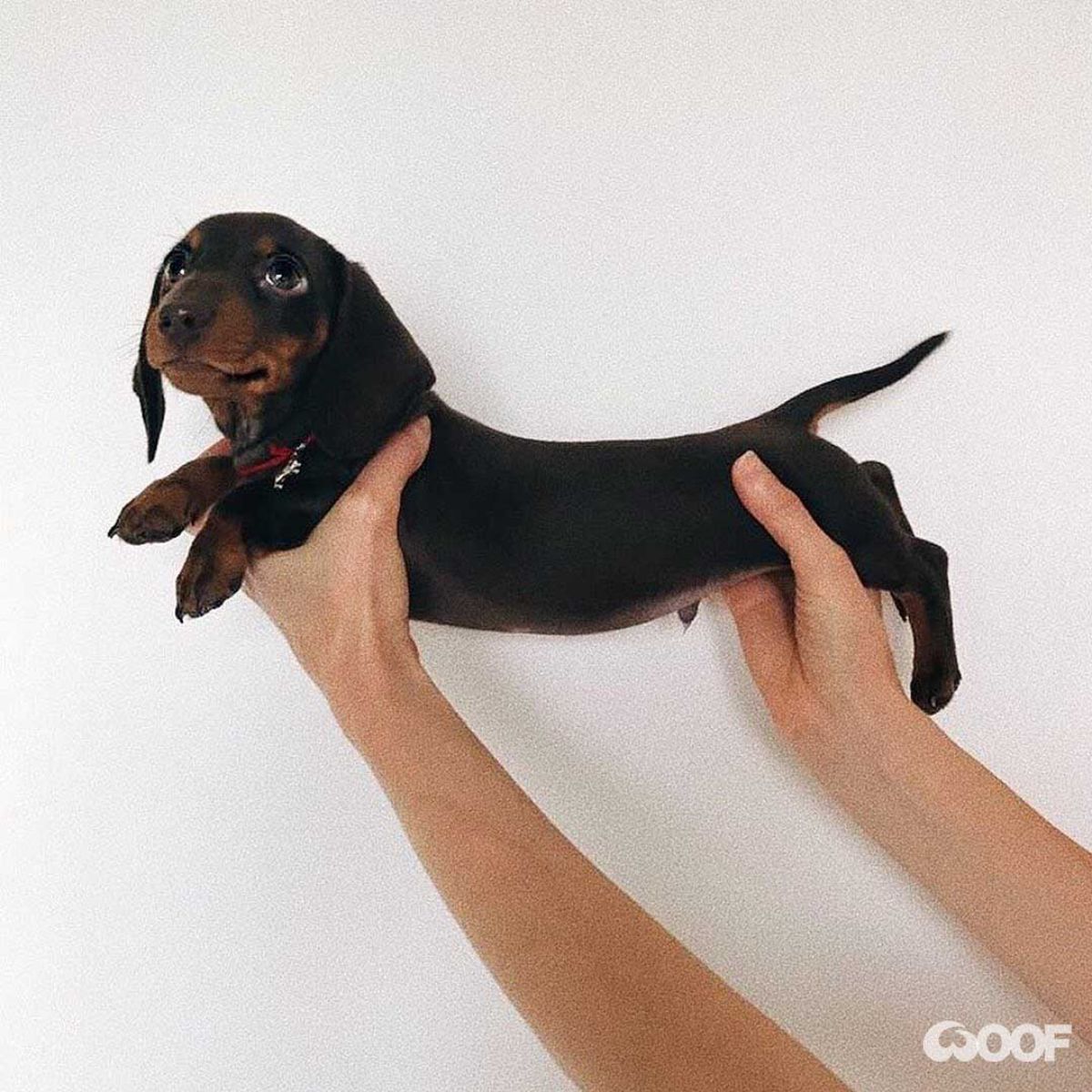 black and brown dachshund puppy held stretched out in someone's hands with the head to the left