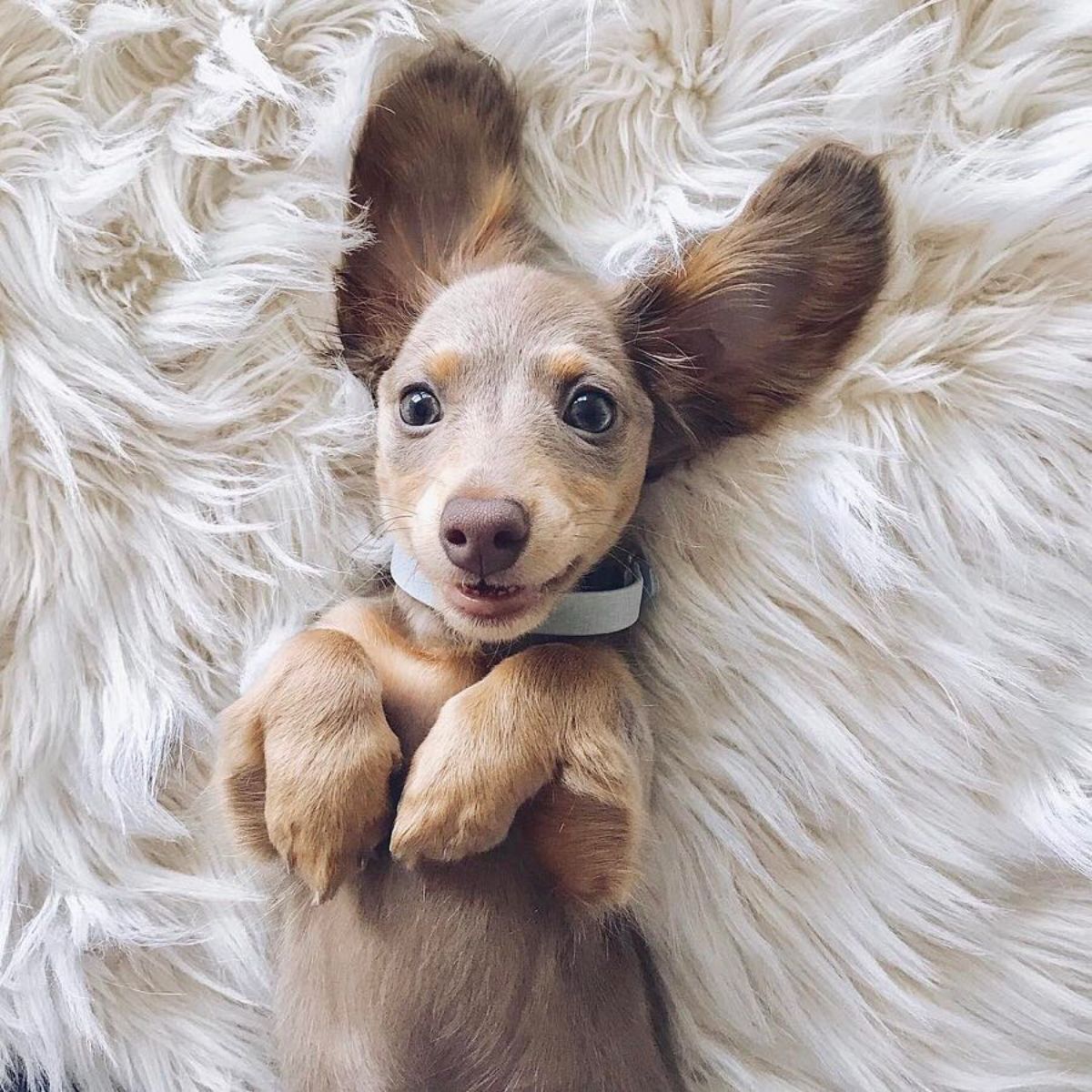 brown dachshund puppy lying face up on a white furry rug