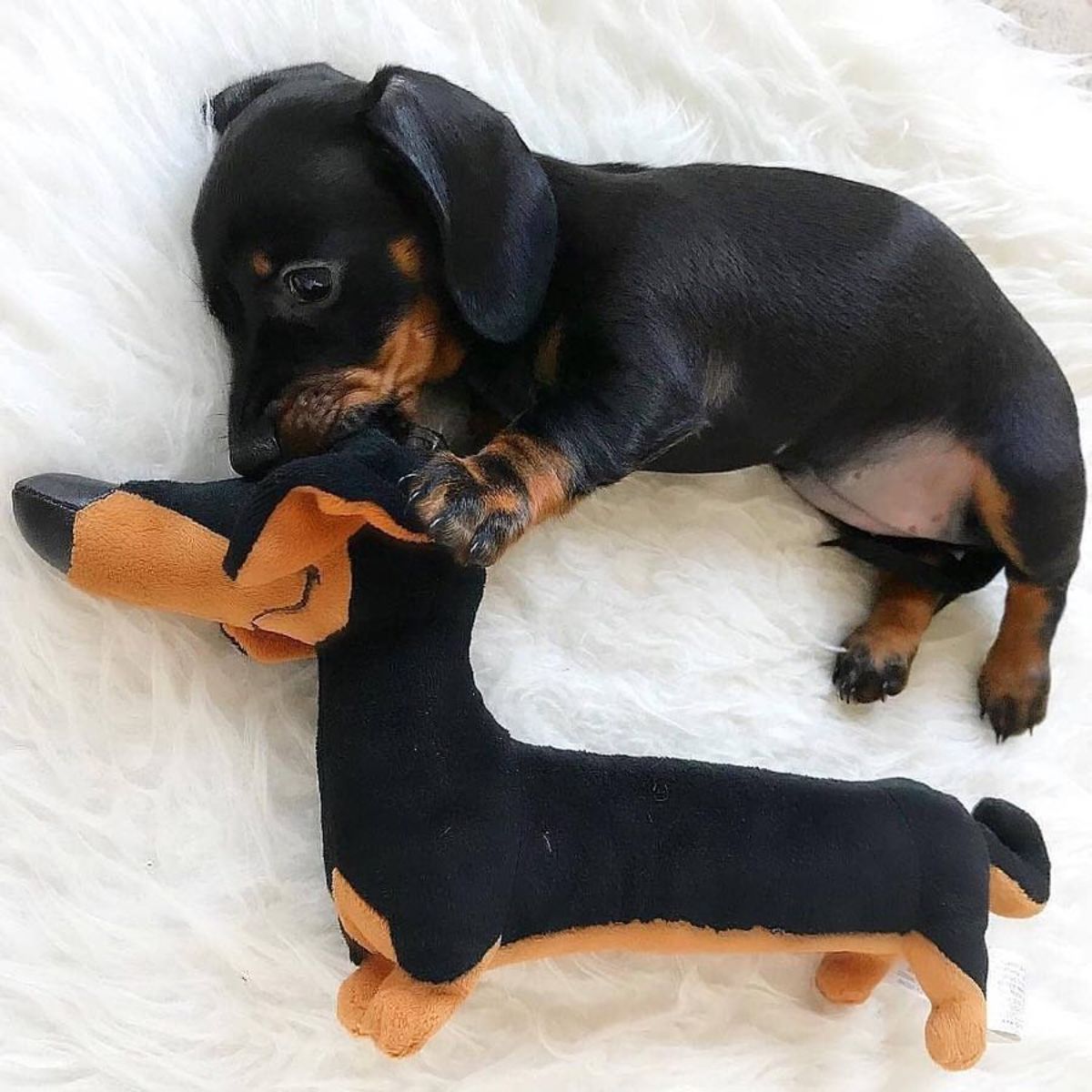 black dachshund puppy with a dachshund stuffed toy lying on a white bed