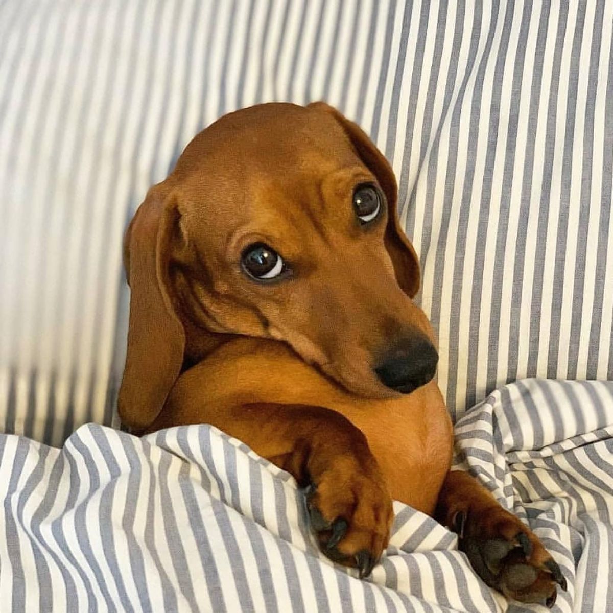 brown dachshund looking at the camera while sleeping on a bed under a striped blanket