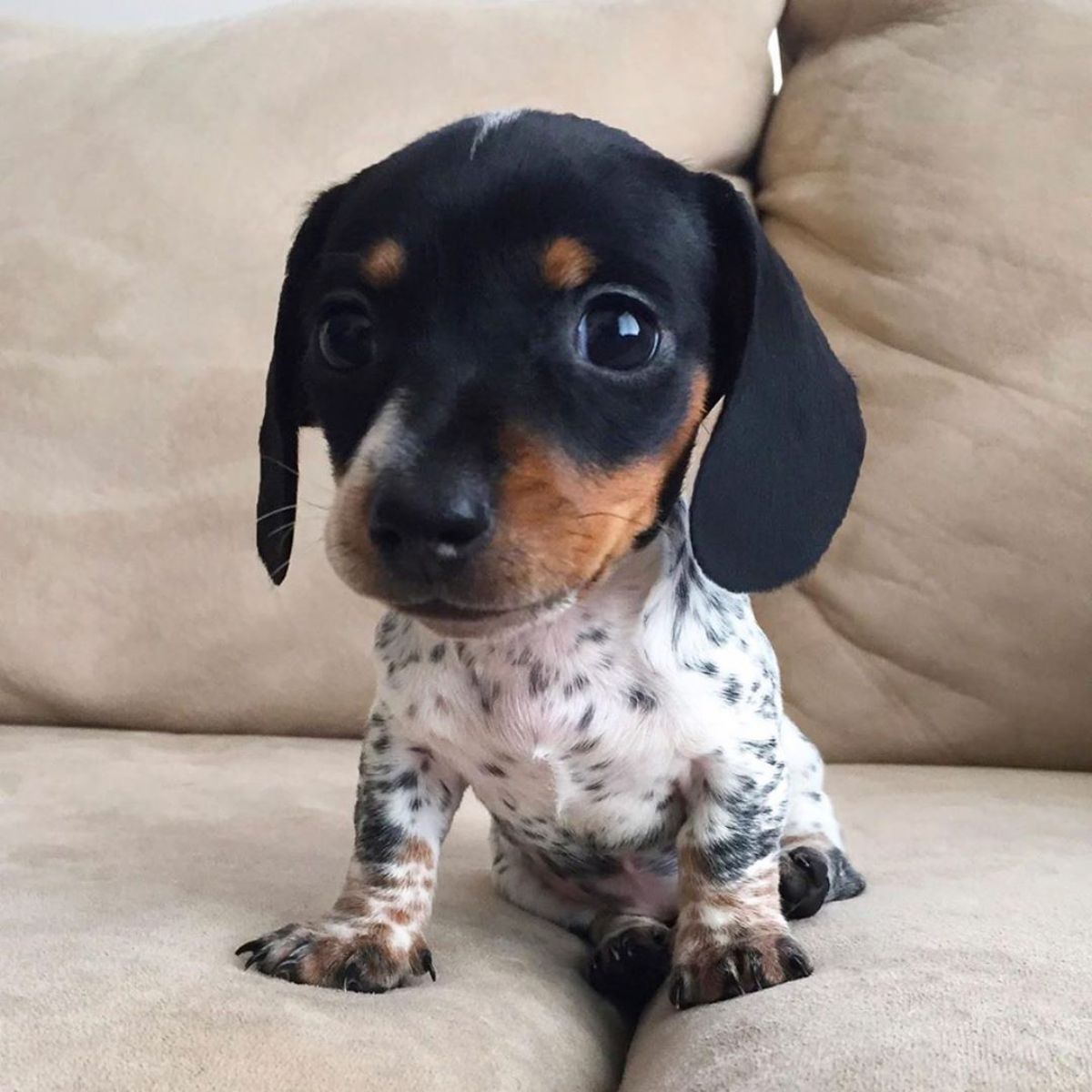 black, white and brown dachshund puppy on a light brown couch