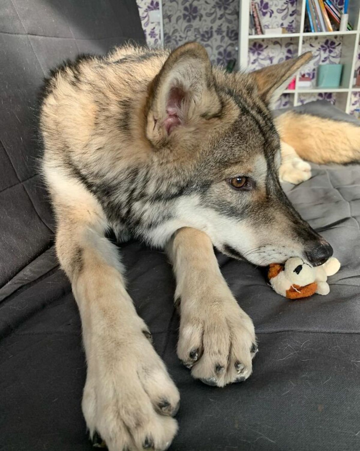 wolf lying down on a black couch with its nose on a brown and white dog stuffed toy