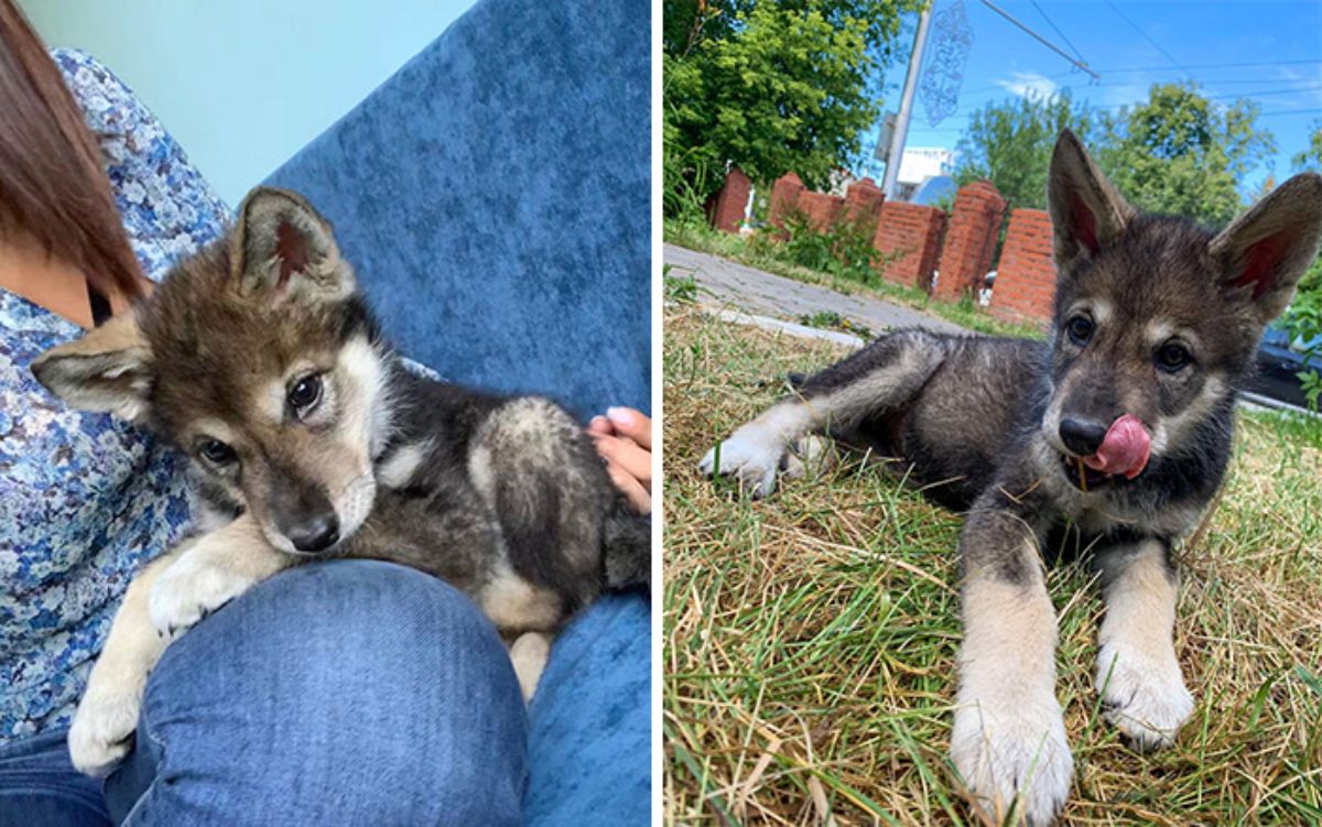 2 photos of a wolf cub on someone's lap and laying down on the grass
