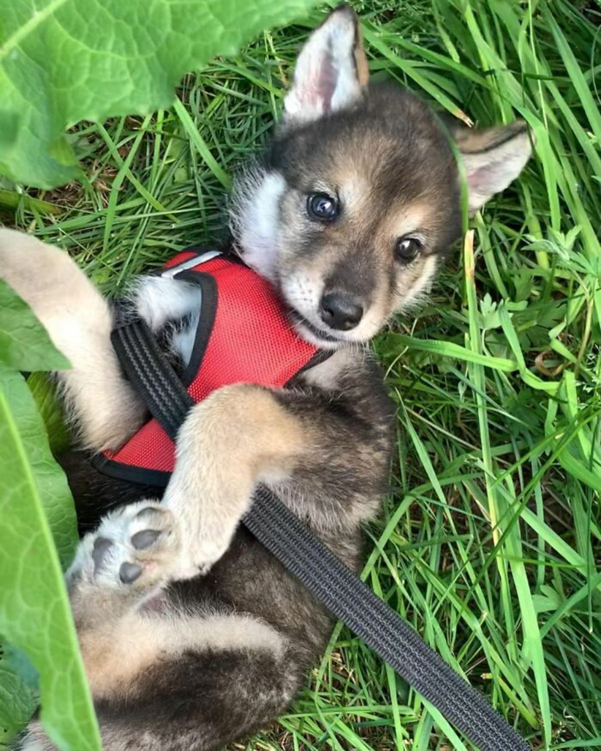 a wolf cub wearing a red vest lying face up on the grass