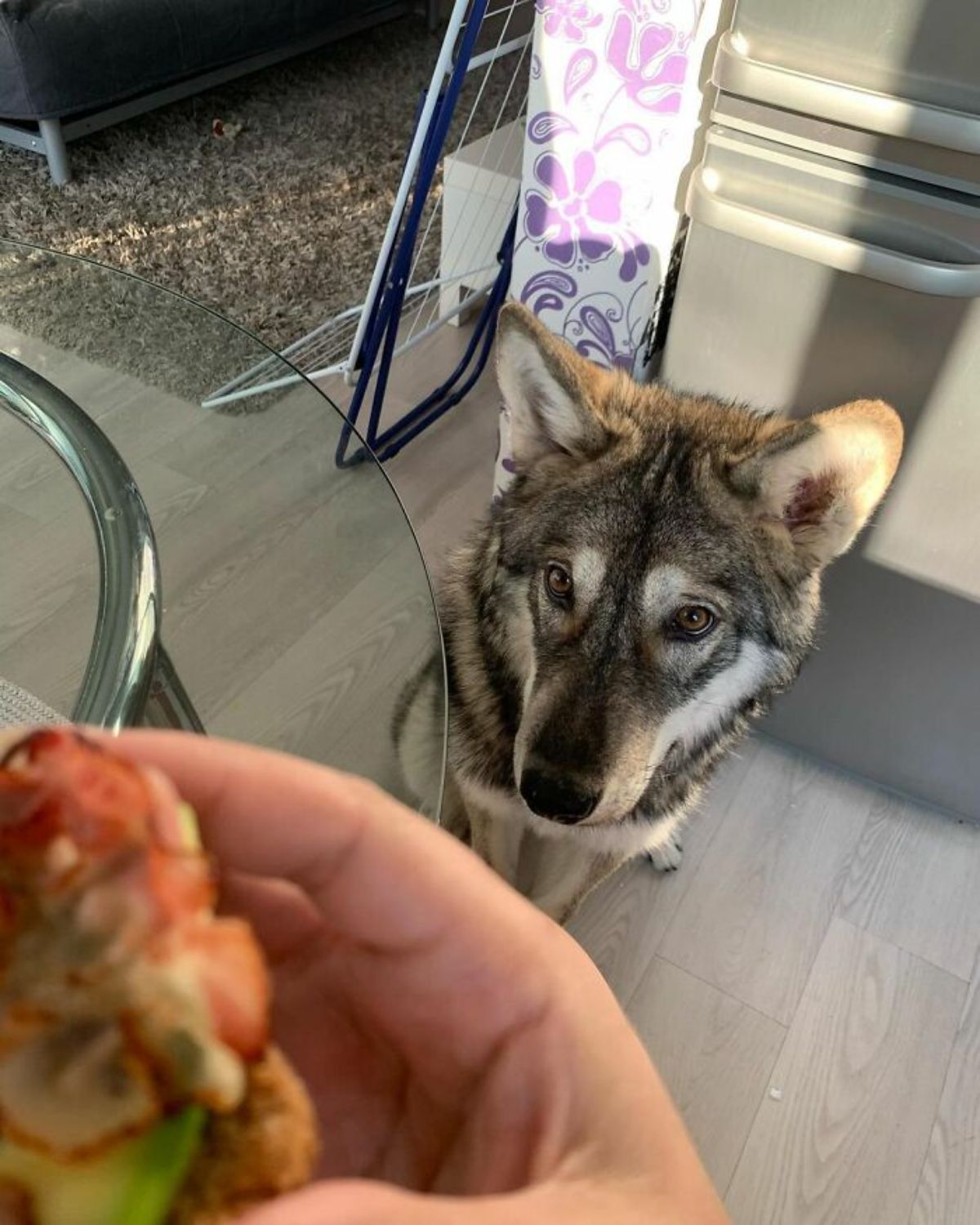 wolf looking at someone eat