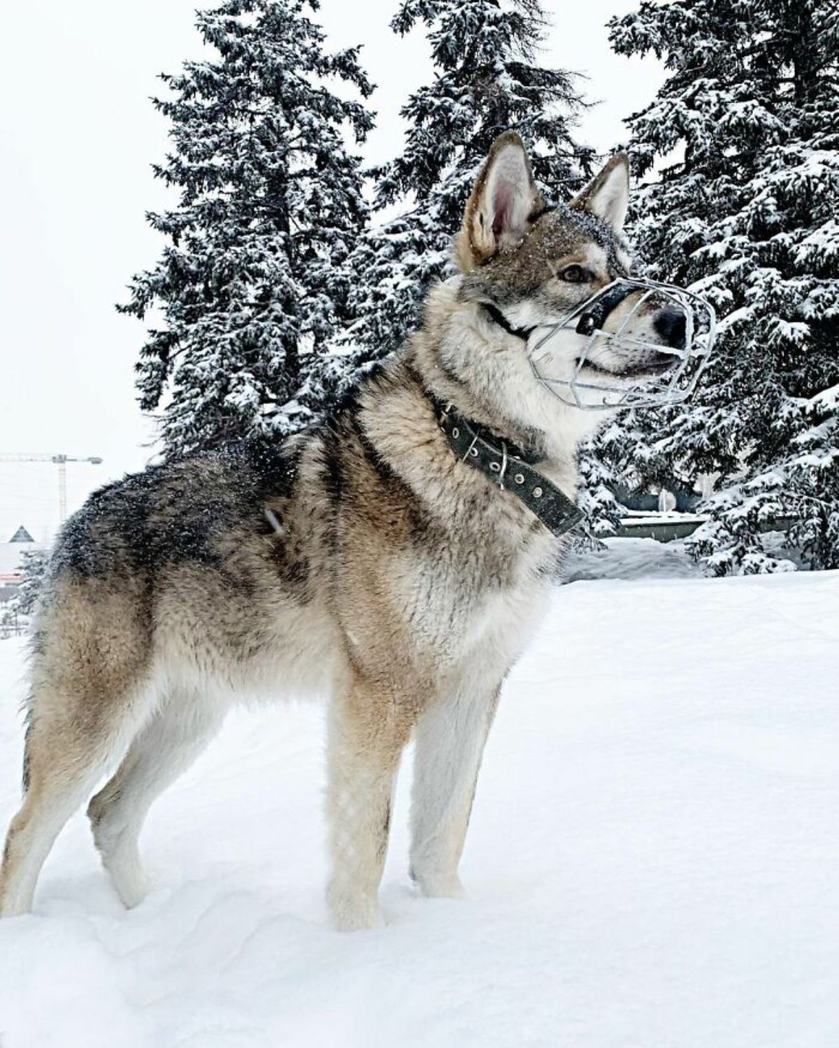 wolf in metal muzzle standing in the snow facing right