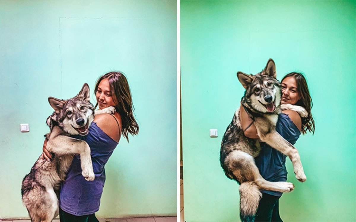 2 photos of a wolf being carried by a woman