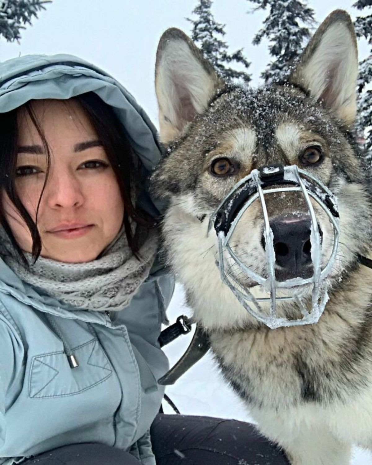 a wolf wearing a metal muzzle next to a woman in light blue snow gear standing in the snow