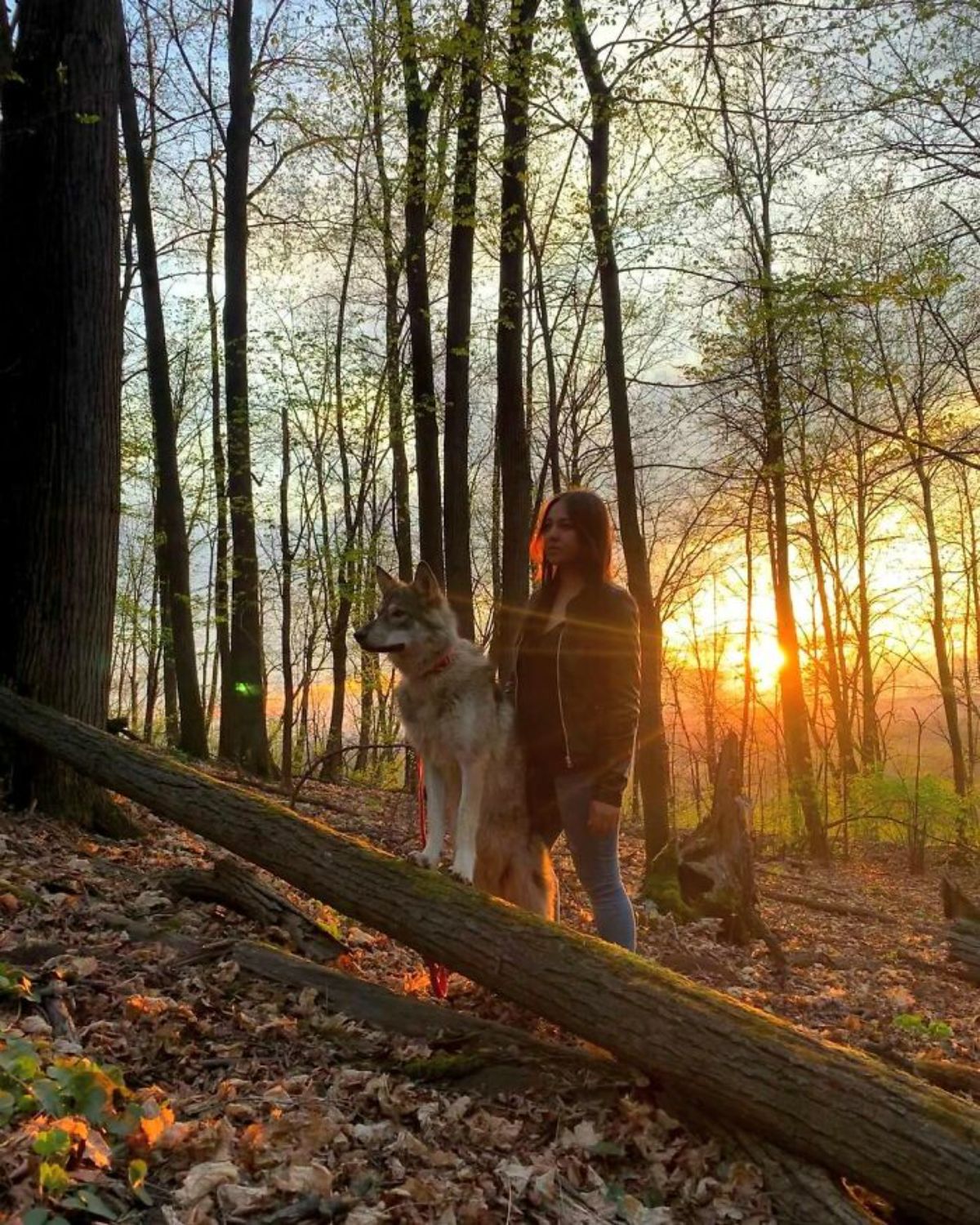 wolf and woman standing by a fallen tree in a forest in the sunset