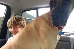 very-large-dog-sitting-on-boy-in-a-car