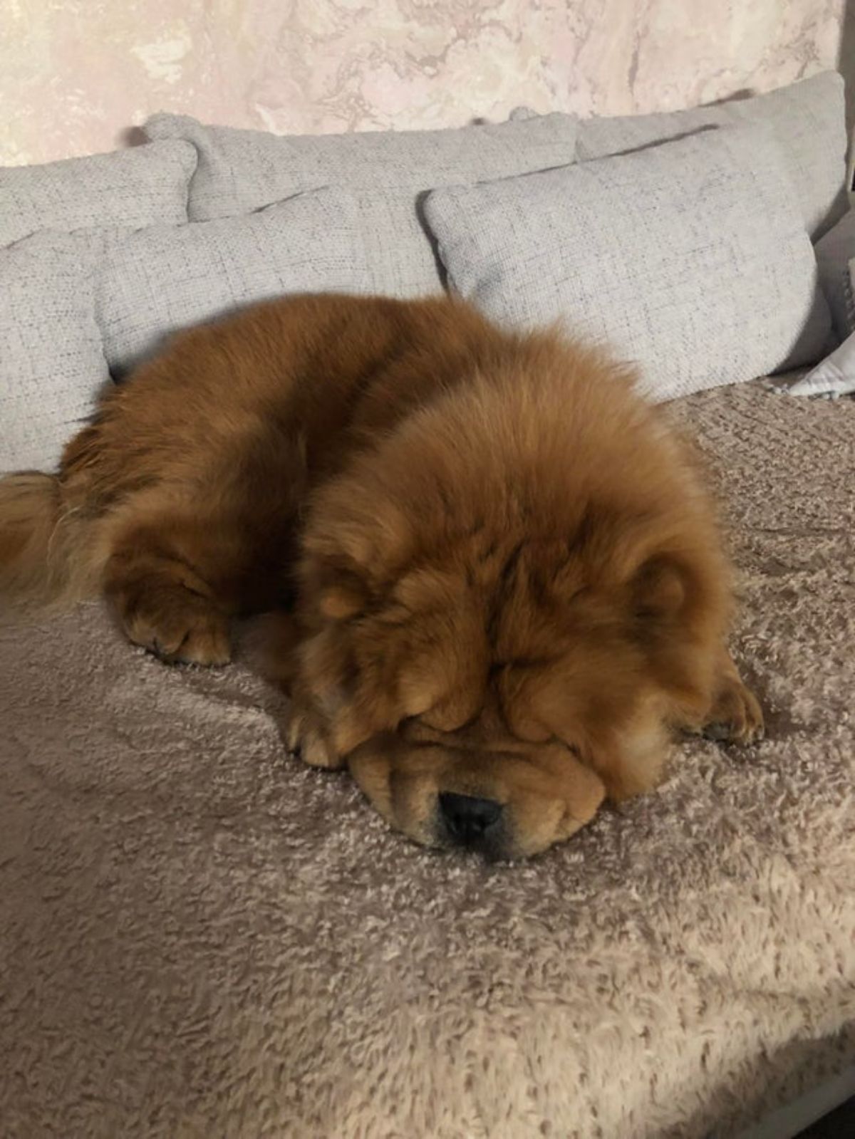 brown chow chow sleeping on a brown bed with grey pillows