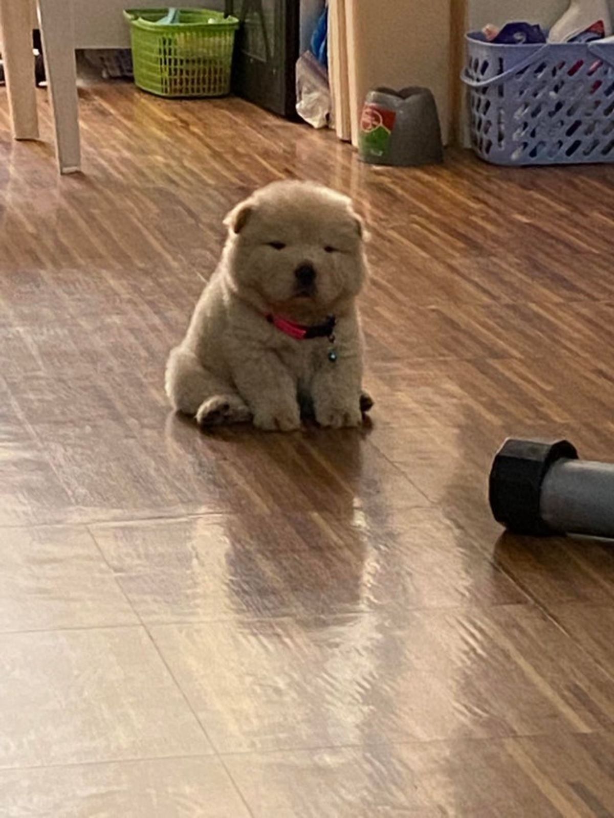 brown chow chow puppy seated on a wooden floor