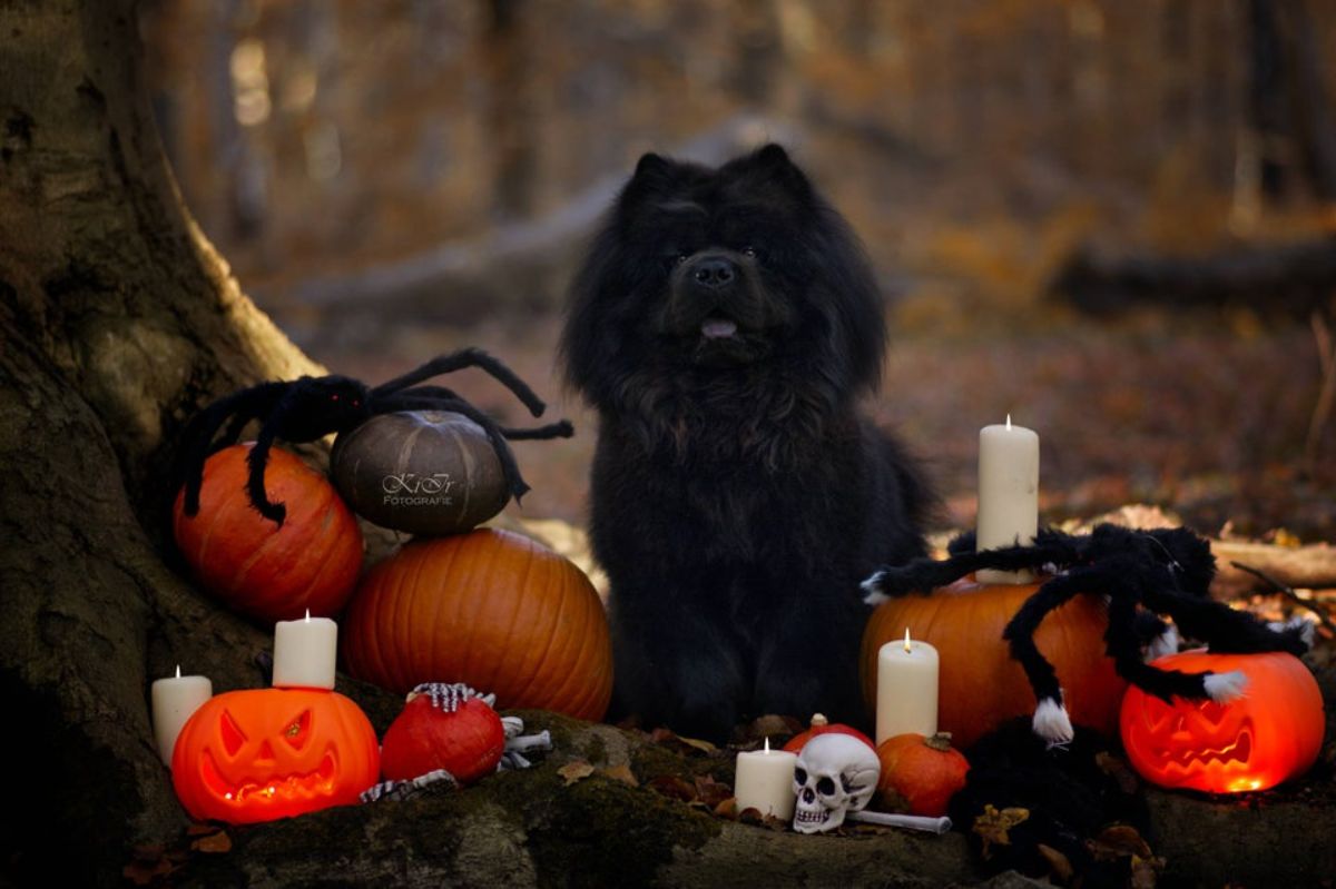 black chow chow sitting with halloween decorations
