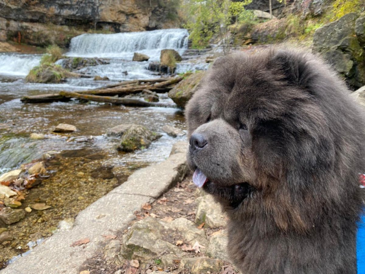 brown chow chow standing by a river