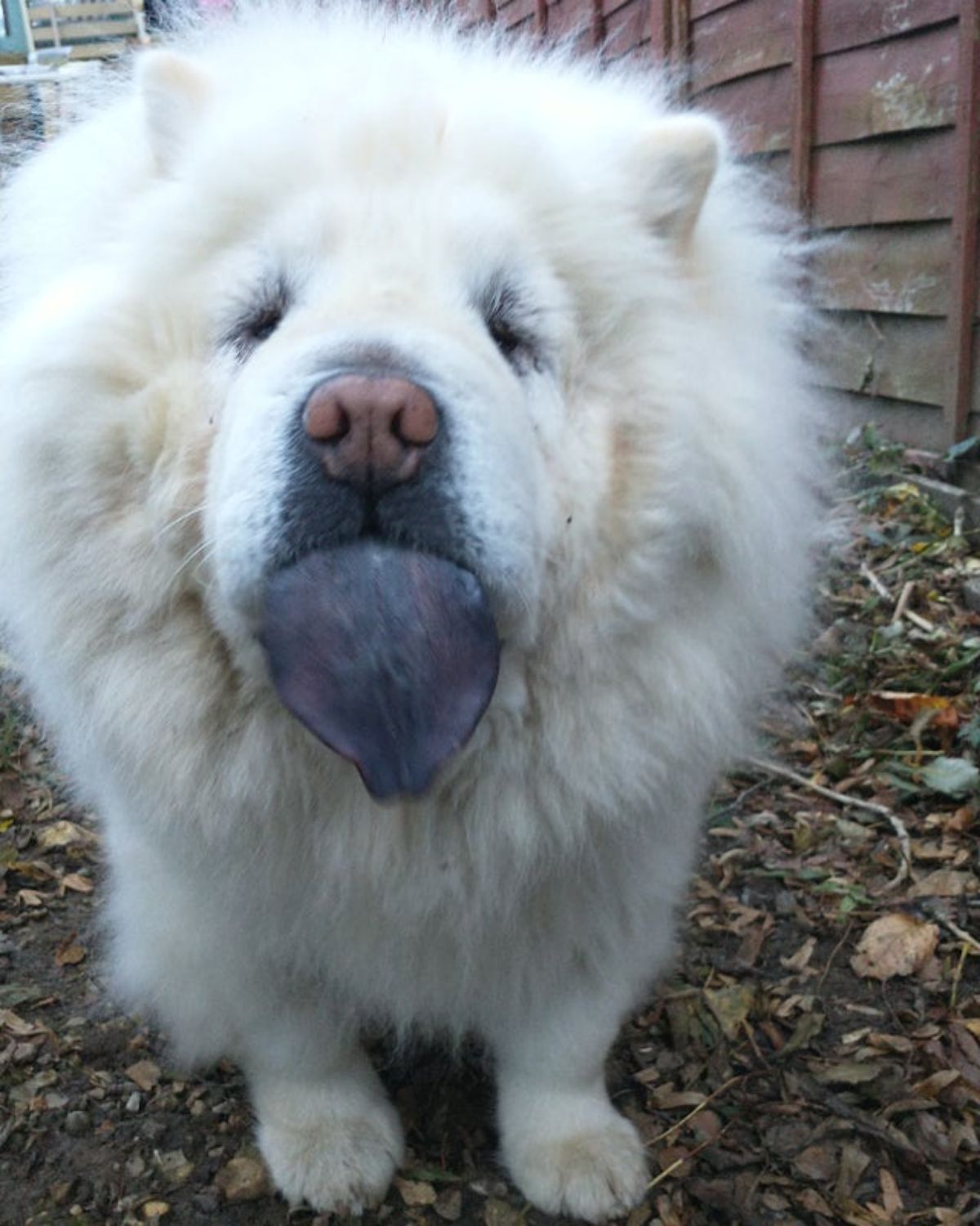white chow chow with the tongue out in a garden