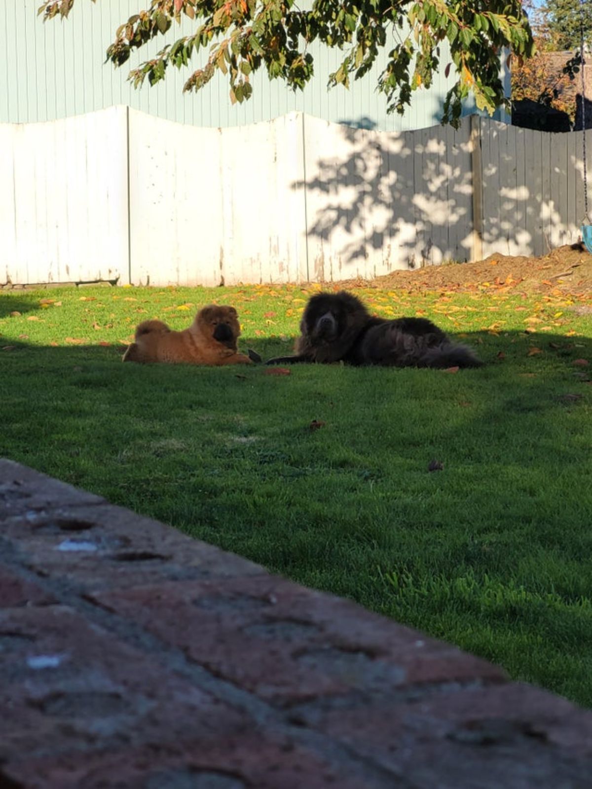 brown and black chow chows laying on grass with front legs touching