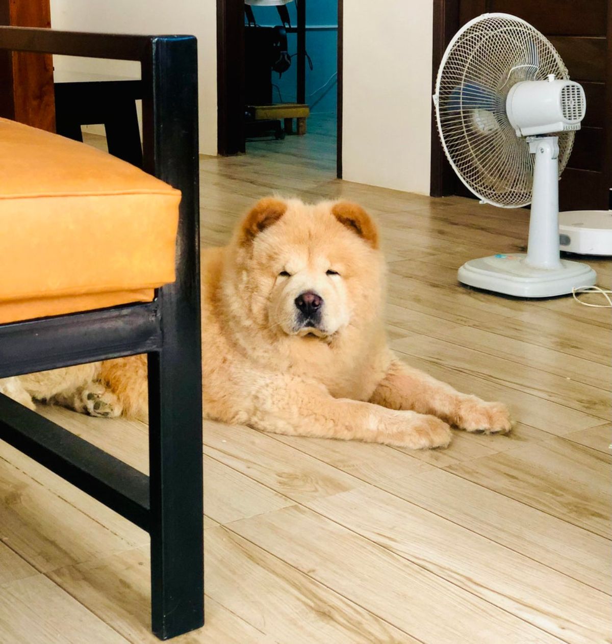 brown chow chow laying on a wooden floor next to a chair and a white fan