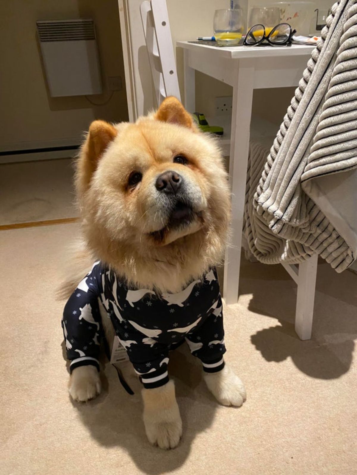 brown chow chow wearing a blue onesie with white whales