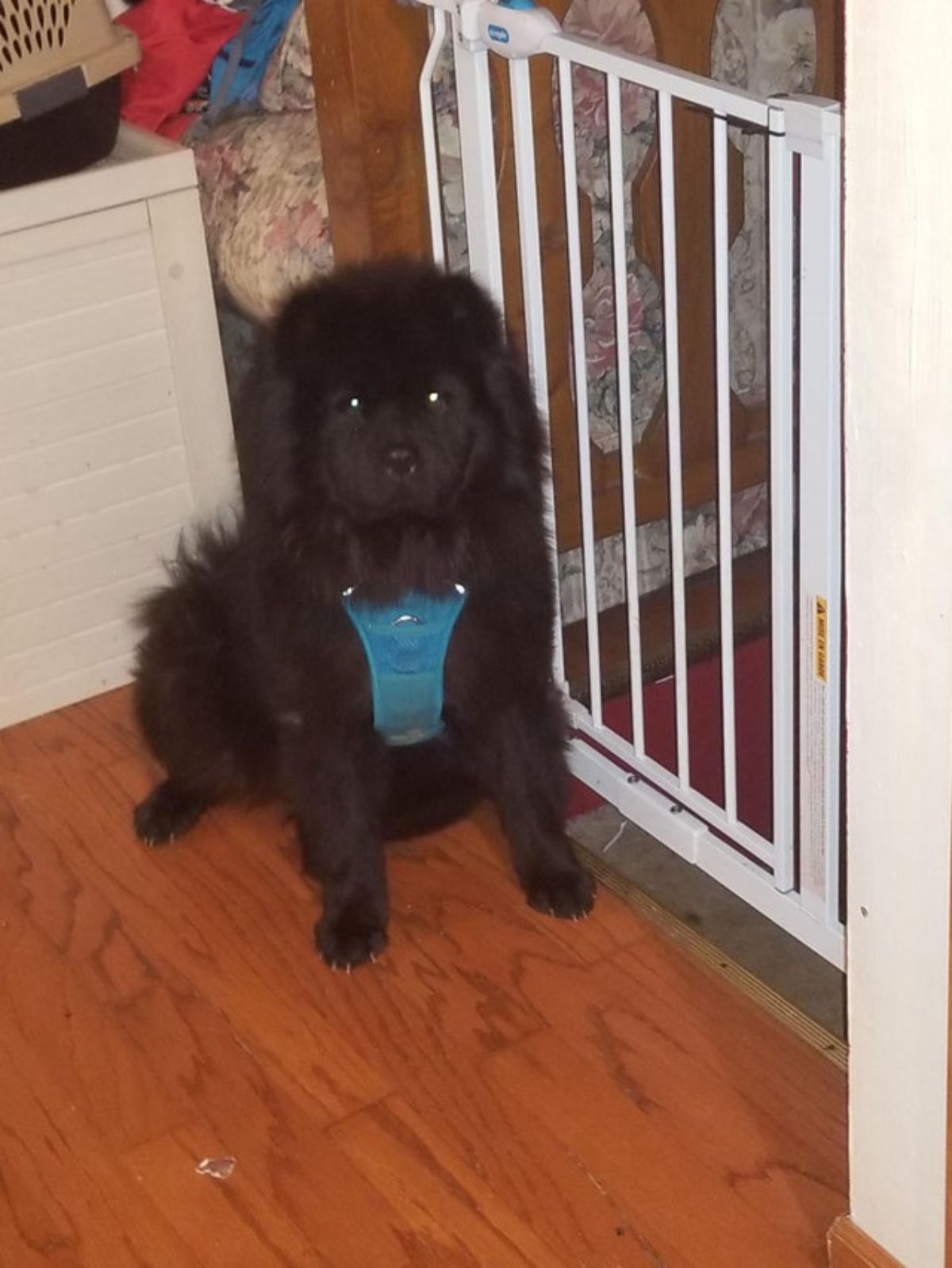 black chow chow puppy wearing a blue harness sitting on a wooden floor next to a puppy gate